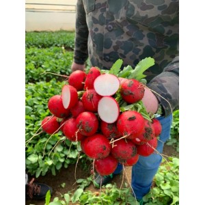 Rzodkiewka Ross F1 wygląd