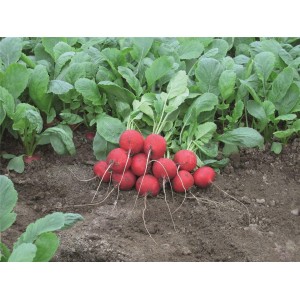 Rzodkiewka Rebel wygląd