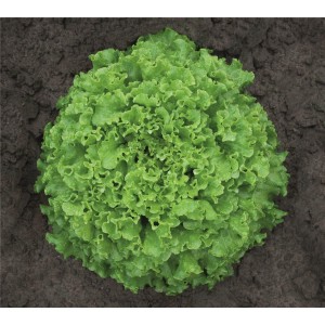 Sałata batawska Agribel wygląd