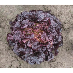 Sałata dębolistna Oakus wygląd