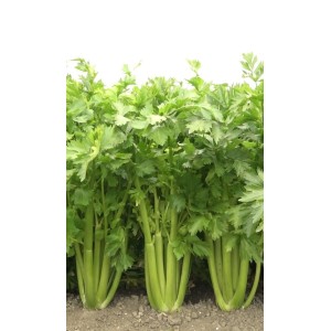 Seler naciowy Mambo wygląd