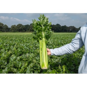 Seler naciowy Fandango wygląd