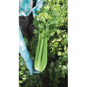 Seler naciowy Bachata wygląd