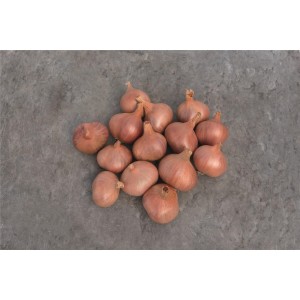 Cebula szalotka Ambition wygląd