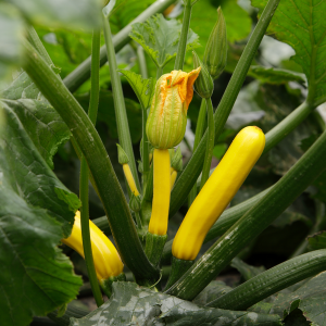 Cukinia Golden Glory wygląd