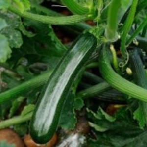 Cukinia Naxos wygląd