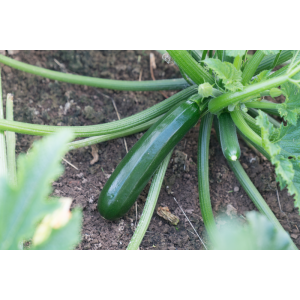 Cukinia Zefiros wygląd