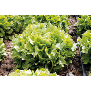 Endywia Brillantes wygląd