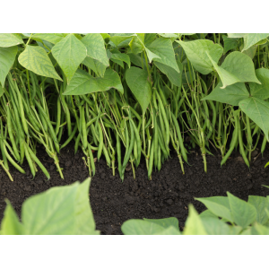 Fasola Jameson wygląd