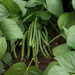 Fasola Momentum wygląd