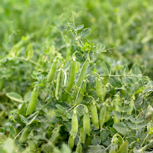 Groch Eldorado wygląd