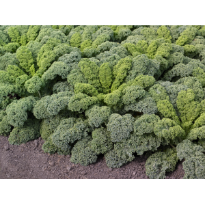 Jarmuż Kobolt F1 wygląd