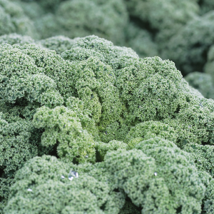 Jarmuż Winnetou F1 wygląd