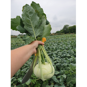 Kalarepa Brando F1 wygląd