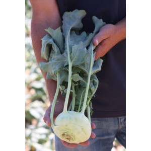 Kalarepa Bogart F1 wygląd