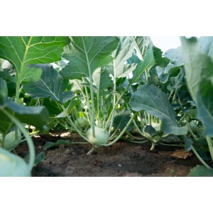 Kalarepa Pitt F1 wygląd