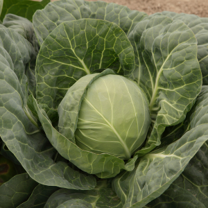 Kapusta Bolikor F1 wygląd