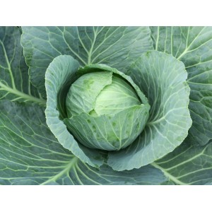 Kapusta Creator F1 wygląd