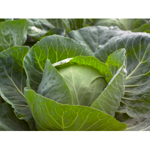 Kapusta Gallican F1 wygląd