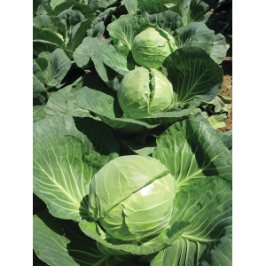 Kapusta Grepala F1 wygląd