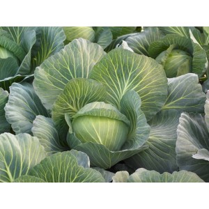 Kapusta Kilacees F1 wygląd