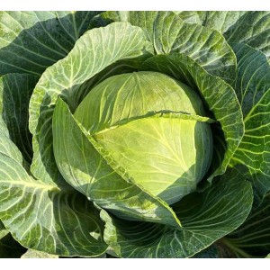 Kapusta Kilaking F1 wygląd