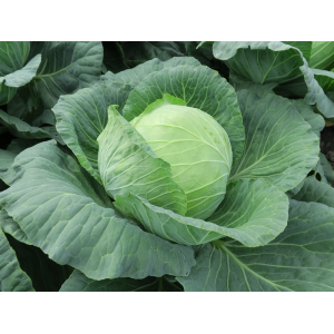 Kapusta Kilaprince F1 wygląd