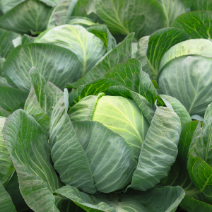 Kapusta Liberator F1 wygląd