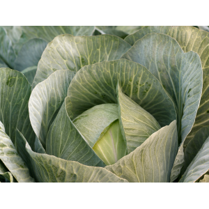 Kapusta Marconi F1 wygląd