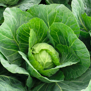 Kapusta Mirror F1 wygląd