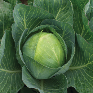 Kapusta Prodikos F1 wygląd