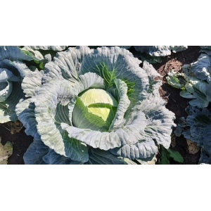 Kapusta Sarmello F1 wygląd