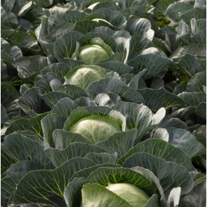 Kapusta Storidor F1 wygląd