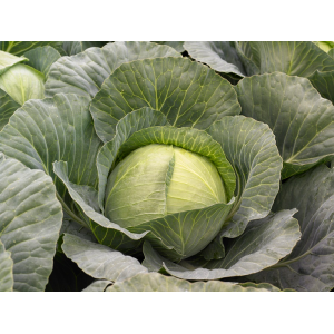 Kapusta Toreador F1 wygląd