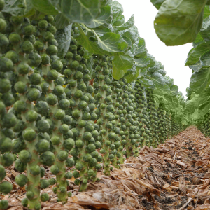 Brukselka Martinus F1 wygląd