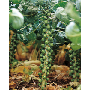 Brukselka Maximus F1 WYGLĄD