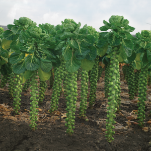 Brukselka Profitus F1 wygląd