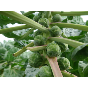 Brukselka Solidus F1 wygląd