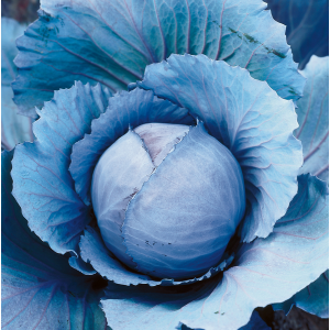 Kapusta czerwona Reball F1 wygląd