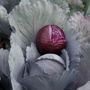 Kapusta czerwona Rescue F1 wygląd