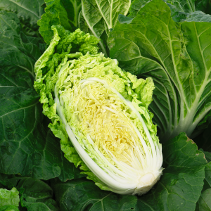 Kapusta pekińska Kilakin F1 wygląd