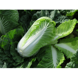 Kapusta pekińska Marrio F1 wygląd