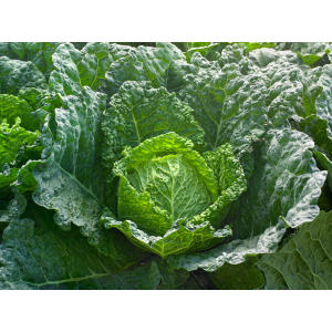 Kapusta włoska Atractum F1 wygląd