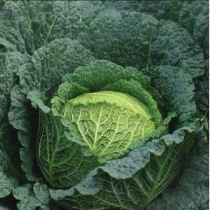 Kapusta włoska Baikal F1 wygląd