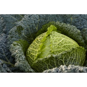 Kapusta Cordesa F1 wygląd