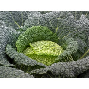 Kapusta włoska Cordoba F1 wygląd