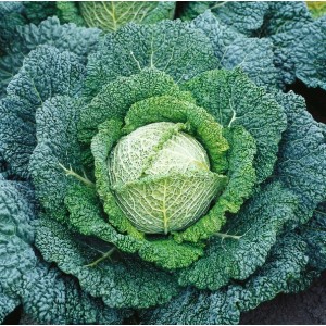 Kapusta włoska Miletta F1 wygląd