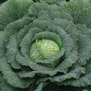 Kapusta włoska Nebraska F1 wygląd