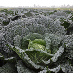 Kapusta włoska Wiratoba F1 wygląd