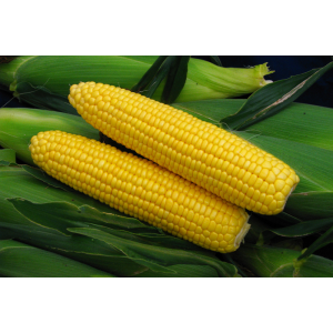 Kukurydza 007R wygląd